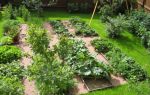 Натуральные удобрения — чем удобрять свой огород?